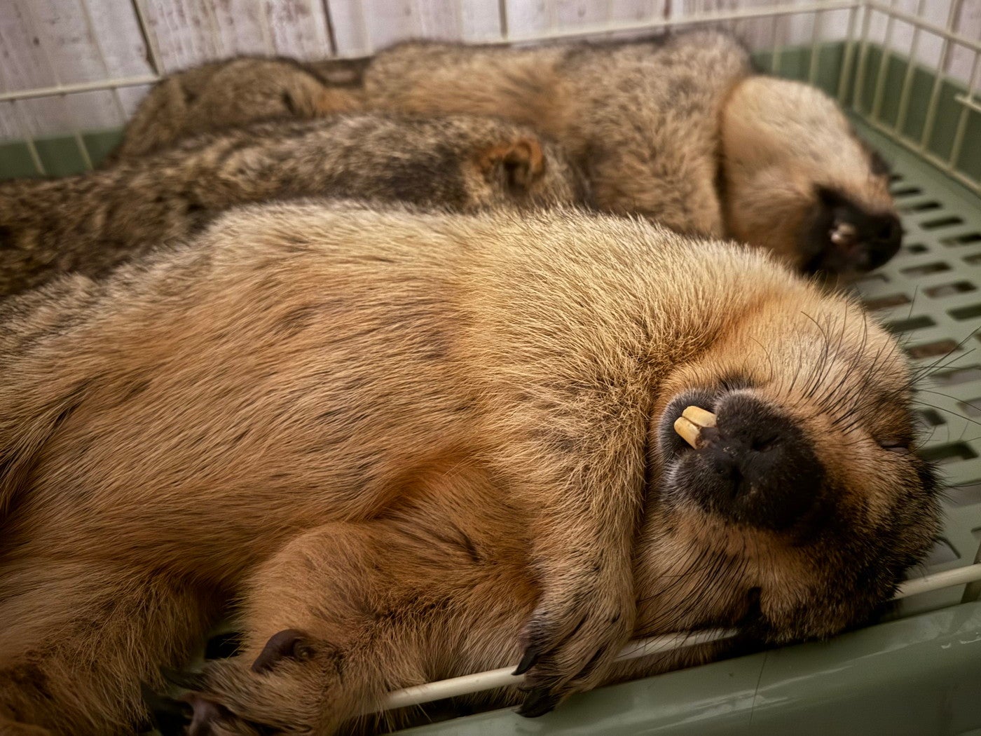 マーモット村／提供画像