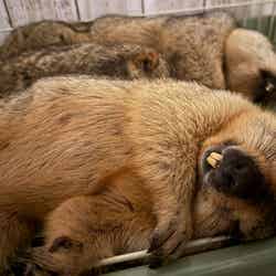 マーモット村/提供画像