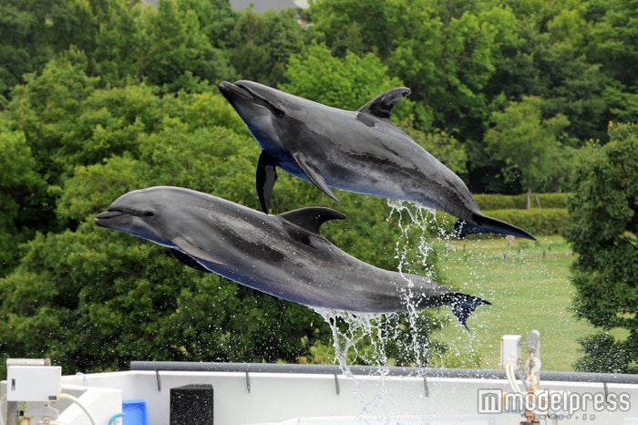 京都水族館のクオリティが高すぎる イルカパフォーマンス ランチも見逃せない究極の癒やし空間 女子旅プレス 京都水族館のクオリティが高すぎる イルカパフォーマンス ランチも見逃せない究極の癒やし空間 女子旅プレス