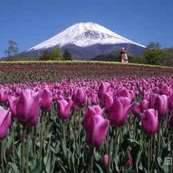 富士山の裾野に咲くチューリップ
