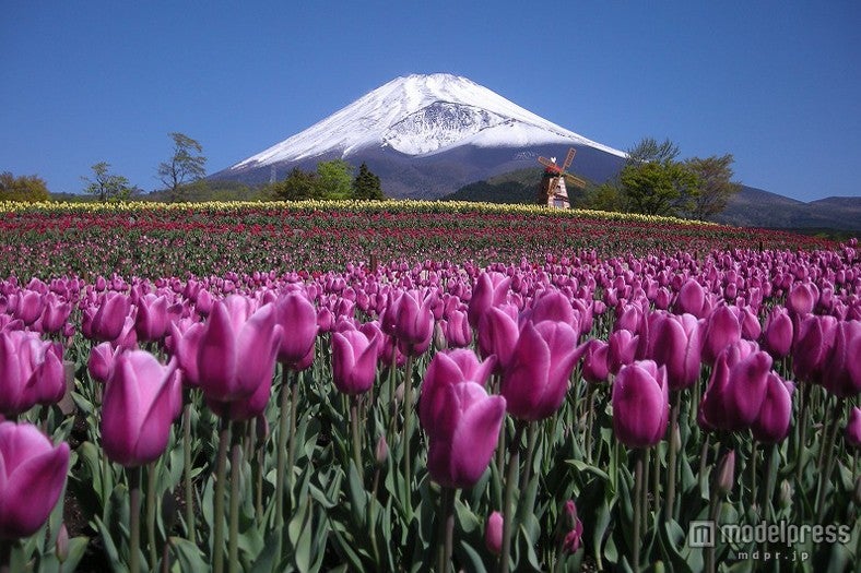 富士山の裾野に咲くチューリップ