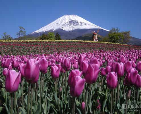 春の訪れを感じる、美しすぎる花畑4選
