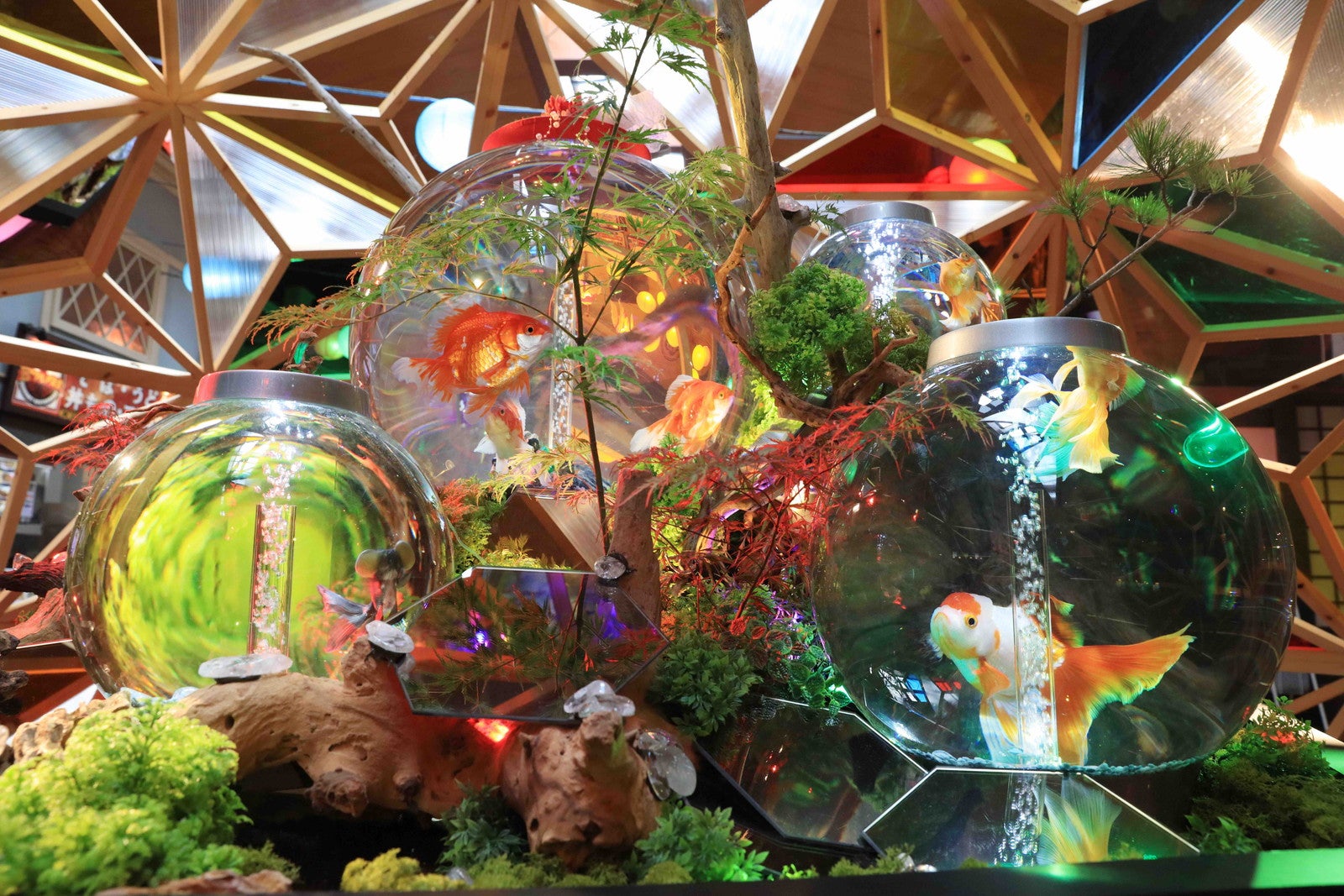 沖縄金魚ミュージアム〜龍と金魚のものがたり／提供画像