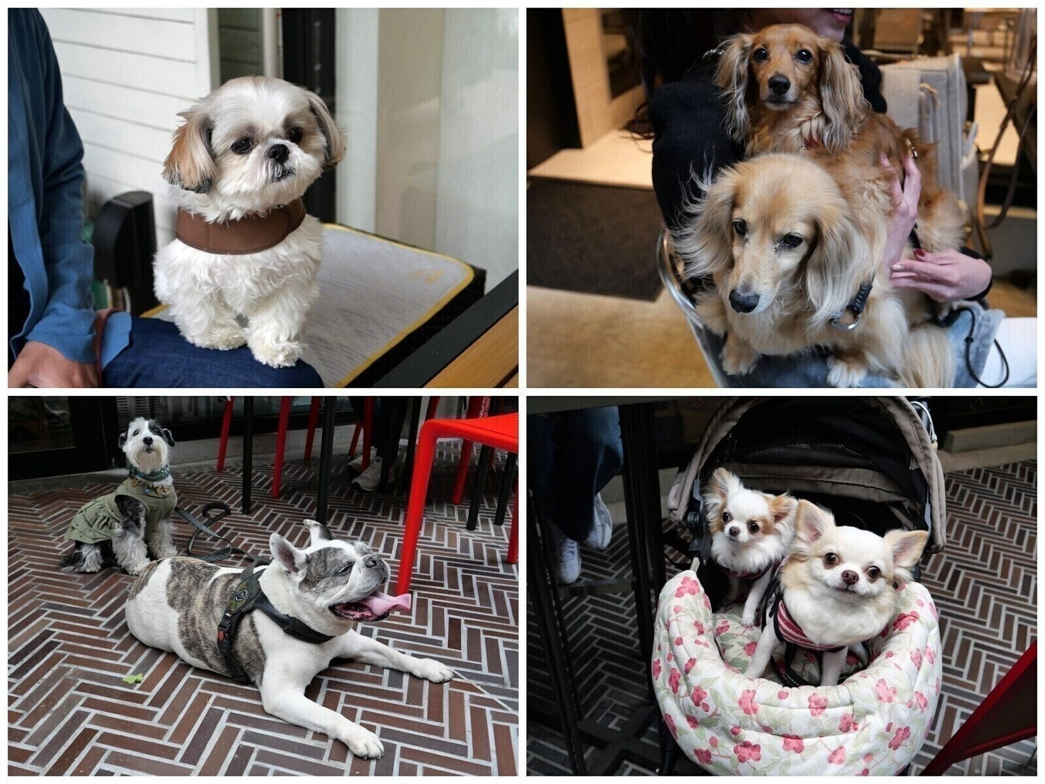 ベースゲート横浜関内はペットフレンドリー! イタリアン、寿司、町中華、ラーメン…テラス席で愛犬と