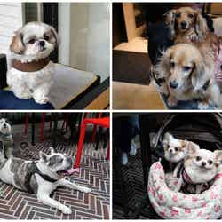 ベースゲート横浜関内はペットフレンドリー! イタリアン、寿司、町中華、ラーメン…テラス席で愛犬と