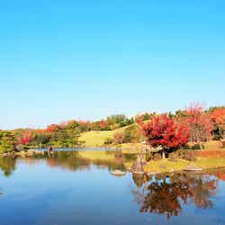 万博記念公園 紅葉まつり/提供画像