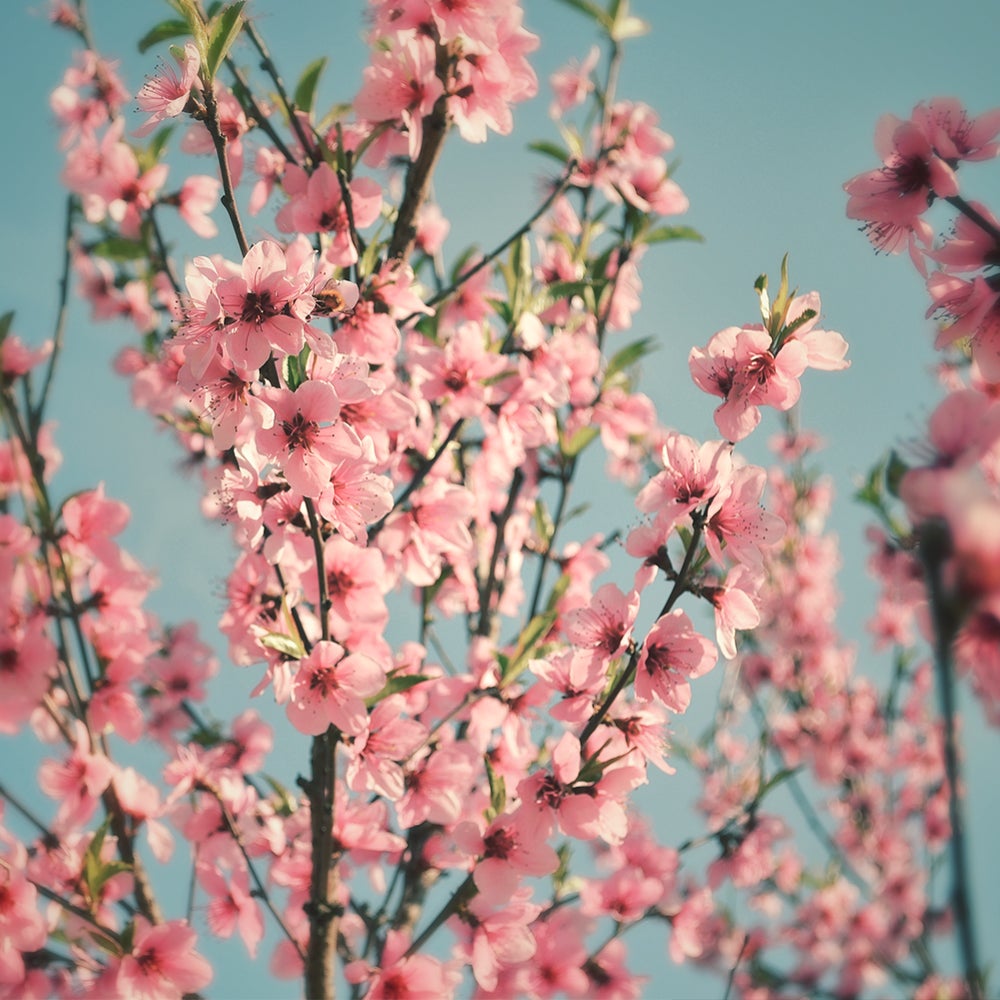 画像提供：香港政府観光局