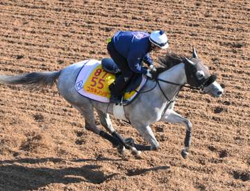 【府中牝馬S】コガネノソラ上積み大 菊沢師「いい感じでリラックスして走れて動きは良かった」 東京芝千八も歓迎