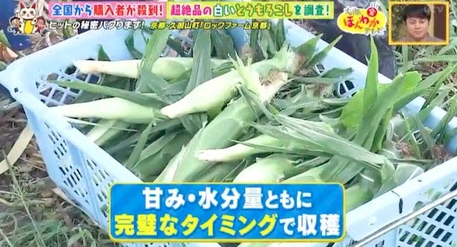 【京都・久御山町】全国から購入者が殺到!1日数千本も売れた「白いスイートコーン」とは?