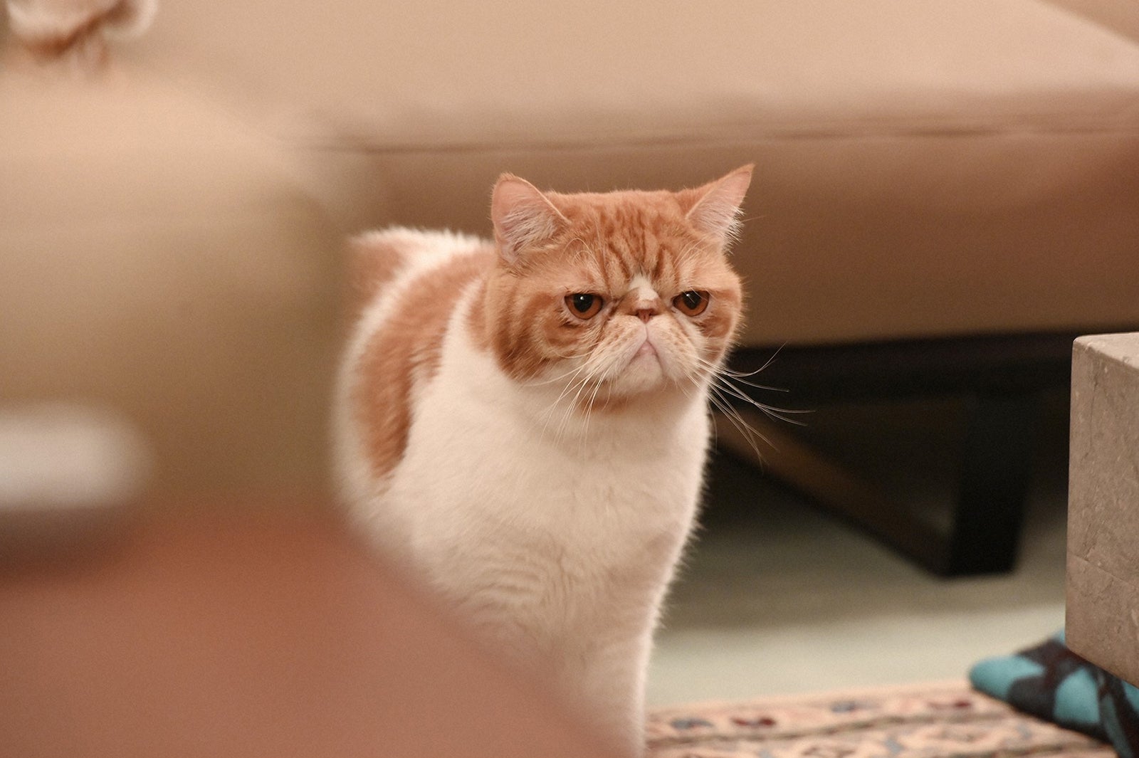 「婚姻届に判を捺しただけですが」第4話より（C）TBS