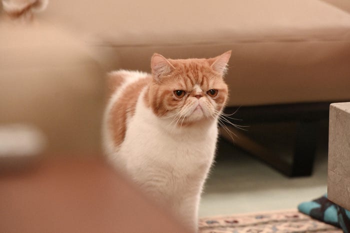 「婚姻届に判を捺しただけですが」第4話より(C)TBS