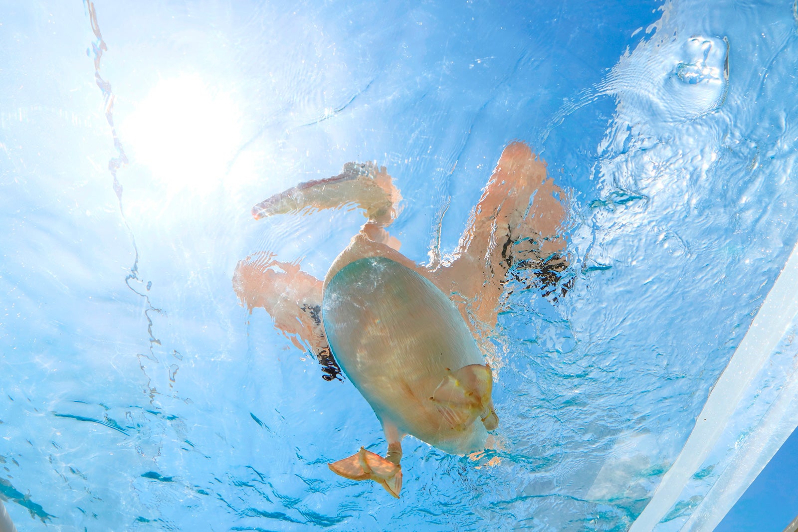 天空パス／画像提供：株式会社サンシャインシティ