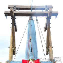 ジョーズ・セレブレーション(C)モデルプレス