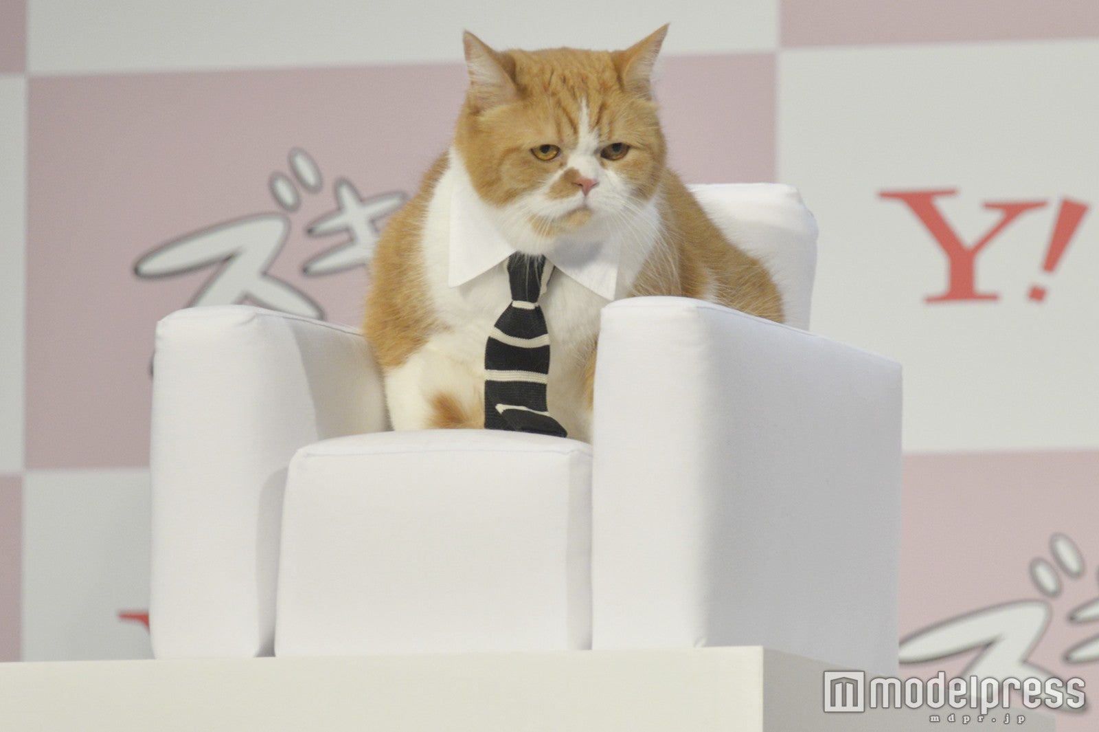 ふてにゃん （C）モデルプレス