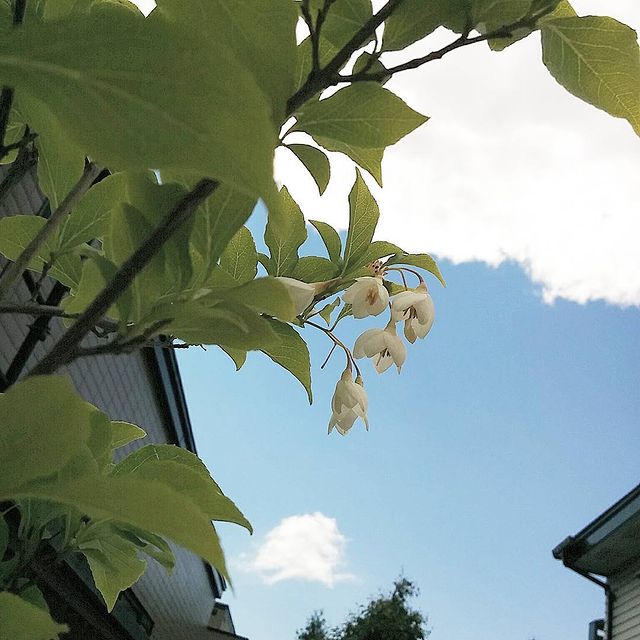 植木で玄関まわりをおしゃれに演出 お家に合うおすすめのシンボルツリーをご紹介 モデルプレス