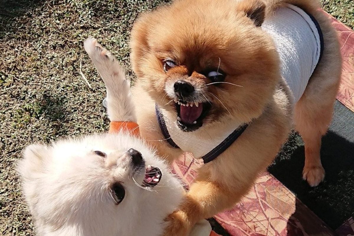 取っ組み合いの喧嘩をする2匹の犬 その形相が とんでもない とネットで話題に モデルプレス