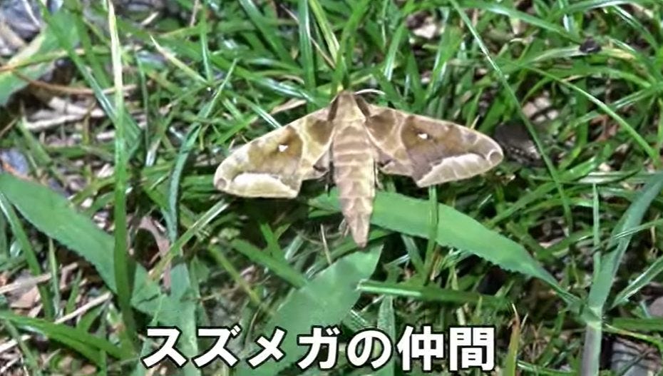 【ちゃんねる鰐】むし岡だいきと昆虫館の跡地でライトトラップを仕掛ける！