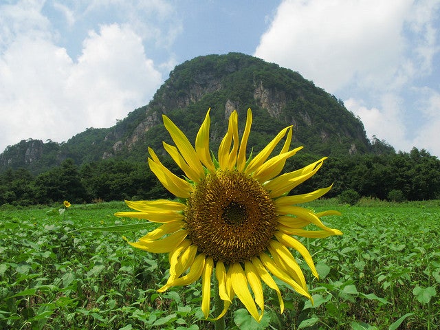 大岩フラワーガーデン／Sunflower / Helianthus annuus / 向日葵(ヒマワリ) by TANAKA Juuyoh (田中十洋)