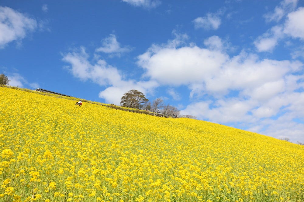 マザー牧場に新グランピング施設、自慢の食材でBBQ&動物とのふれあい体験