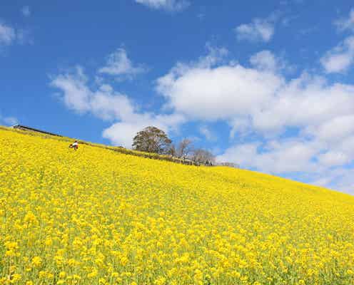 マザー牧場に新グランピング施設、自慢の食材でBBQ&動物とのふれあい体験