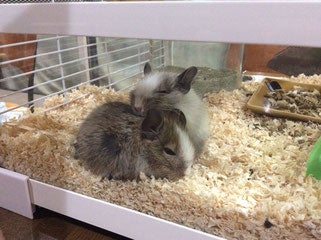 デグーマウス／画像提供：北野坂　か和うそCafe