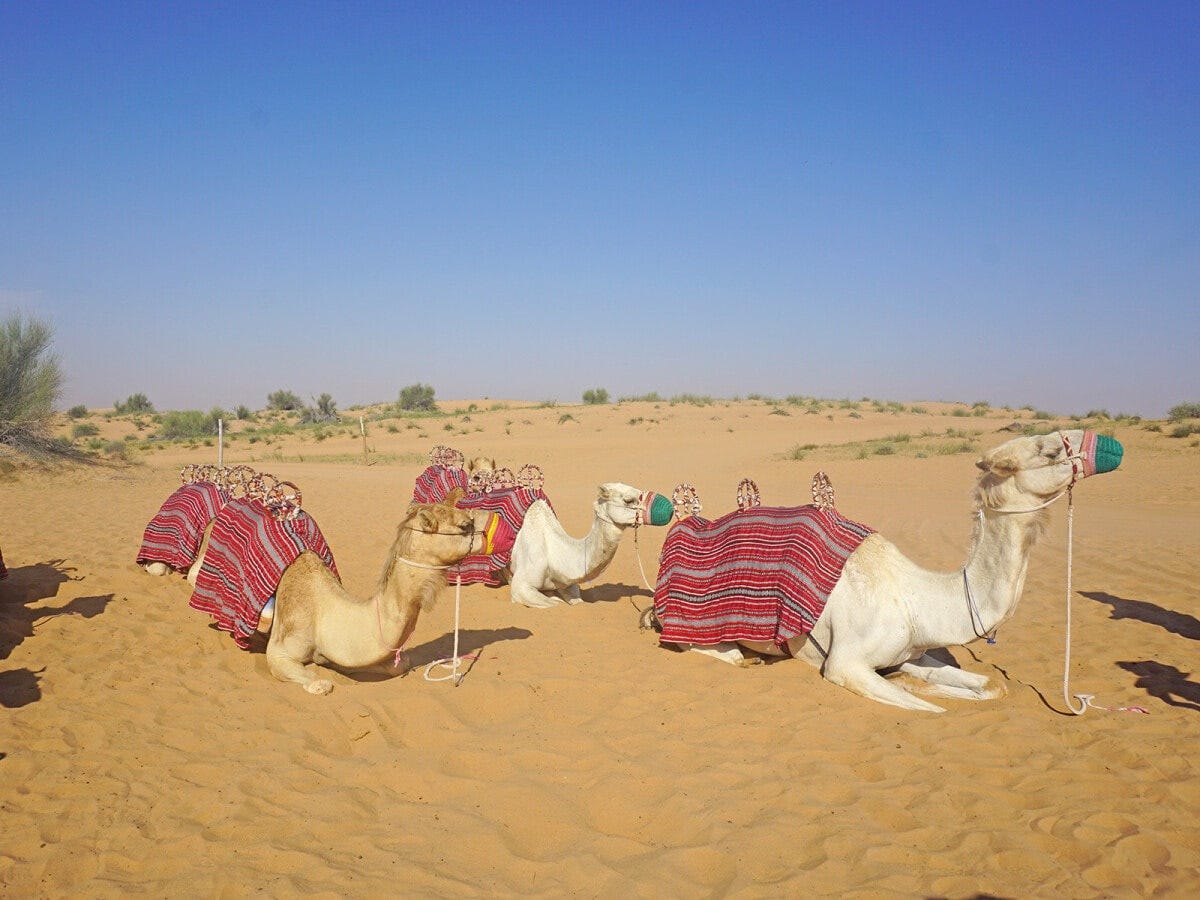 ラクダに乗るときは台もあり、サポートもあるのでご心配なく！