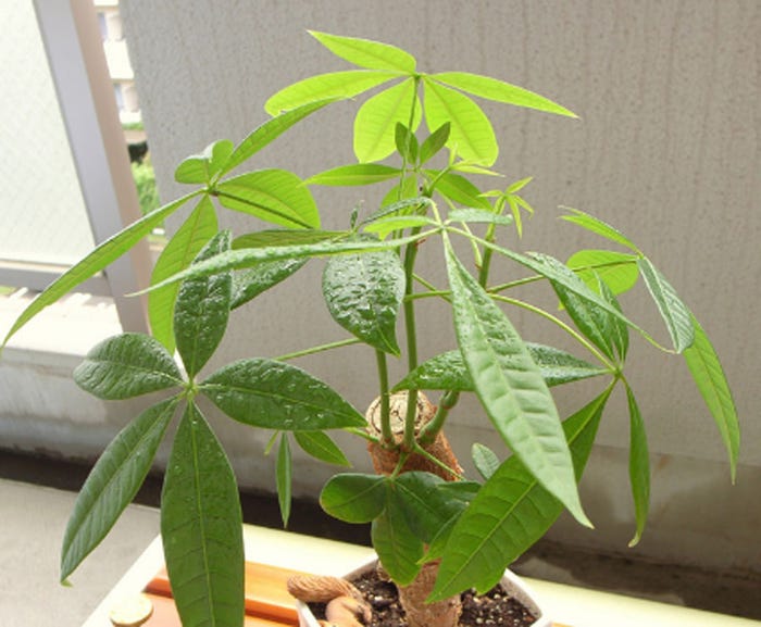 恋を叶えてくれる 運気アップにおすすめの観葉植物10選 モデルプレス 恋を叶えてくれる 運気アップにおすすめの観葉植物10選 モデルプレス