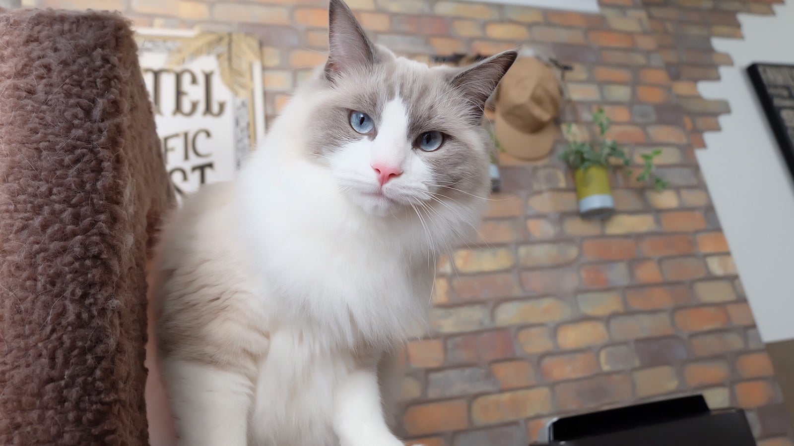 フジヤマ／画像提供：所属事務所