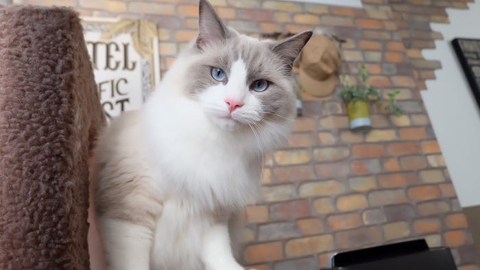 フジヤマ/画像提供:所属事務所