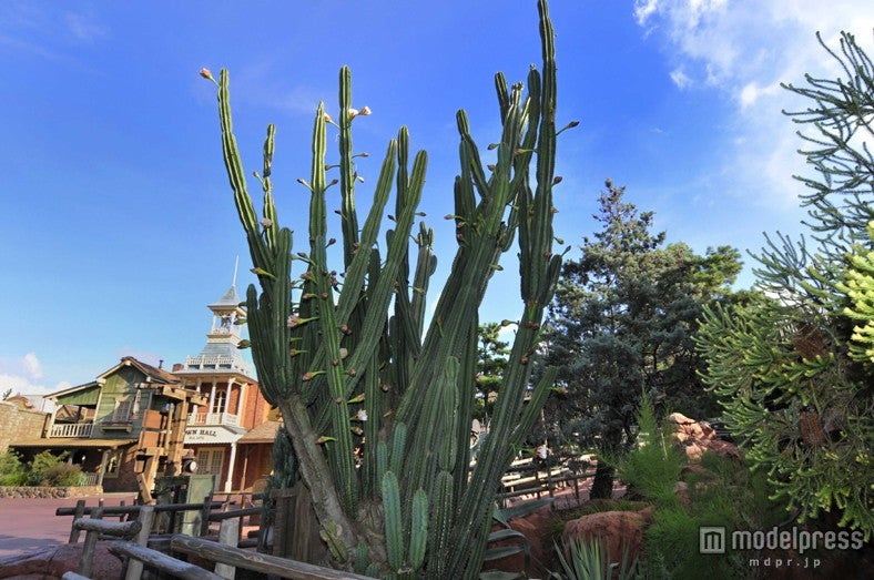 ハシラサボテン（8月中旬～下旬）／ディズニーランド・ウエスタンランド「ビッグサンダー・マウンテン」付近／（C）Disney