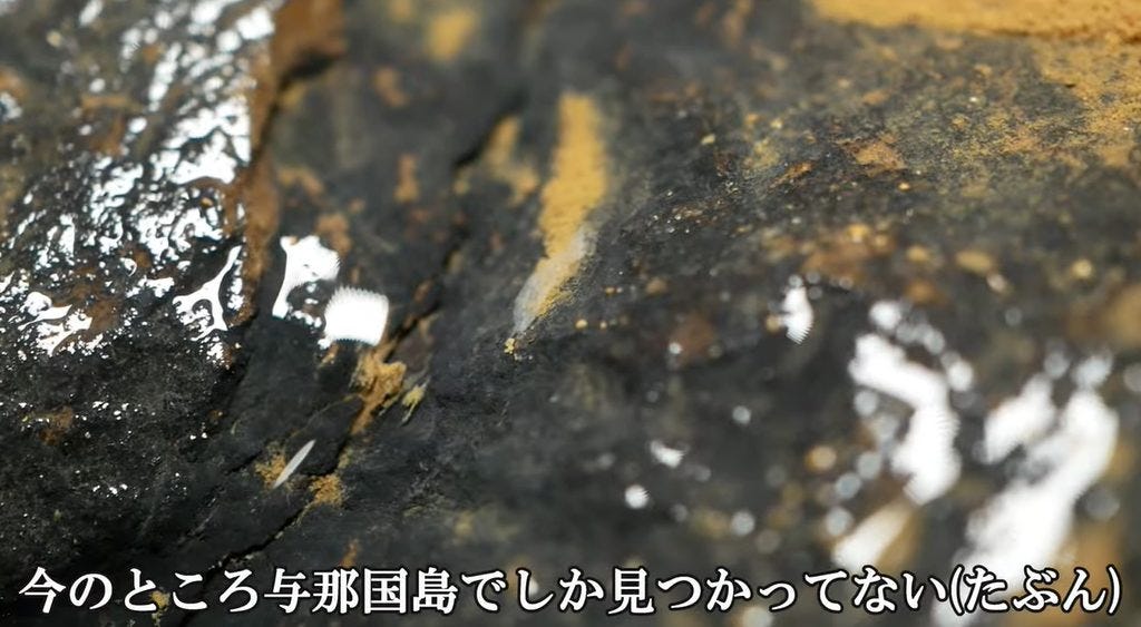 【うごめ紀】岩盤の隙間にいる新種の生物を求めて与那国島へ！！【大冒険】