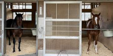 【葵S】理想は1着同着 藤岡健厩舎期待の快速馬2頭出し タマモイカロス＆テーオーグレーザー