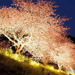 夜桜ライトアップ／画像提供：南伊豆観光協会