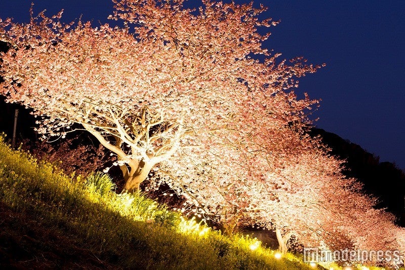 夜桜ライトアップ／画像提供：南伊豆観光協会