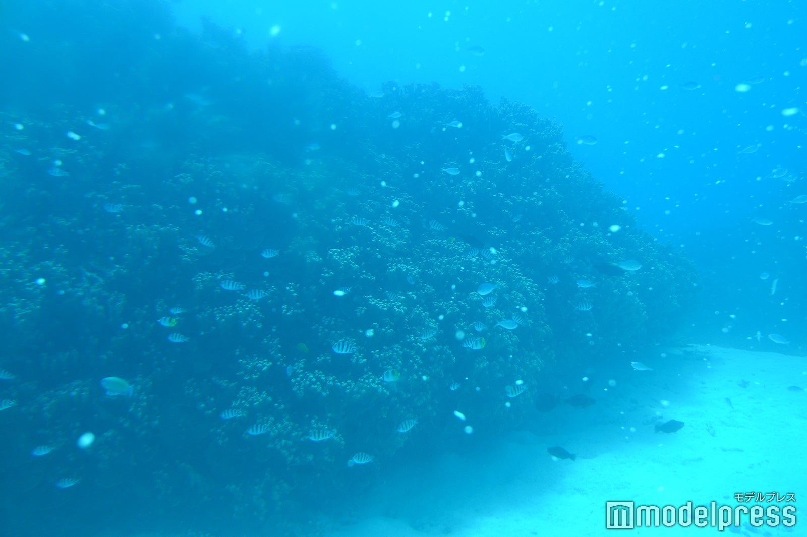 サブマリンツアー（C）モデルプレス