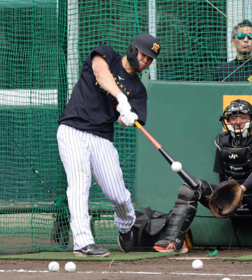 うわー！阪神・佐藤輝 絶叫死球からのキャンプ最多16発 しばらく立てなかったのに、WBCへワクワク調整