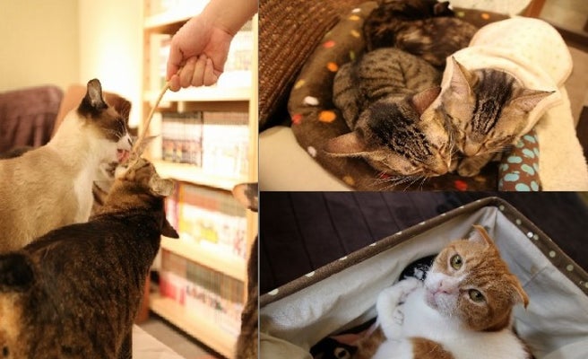 猫カフェ 漫画喫茶 次世代型猫カフェ 猫の居る休憩所229 でゆったりな休日を 女子旅プレス 猫カフェ 漫画喫茶 次世代型猫カフェ 猫の居る休憩所229 でゆったりな休日を 女子旅プレス