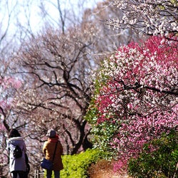 まるでお花畑な梅に感動!開花ラッシュ&絶景が楽しめる東京の梅まつり&梅の名所まとめ