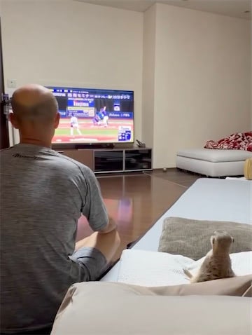 元中日・和田一浩、ミーアキャット・リリーと並んで野球観戦「後ろ姿が一緒すぎ」