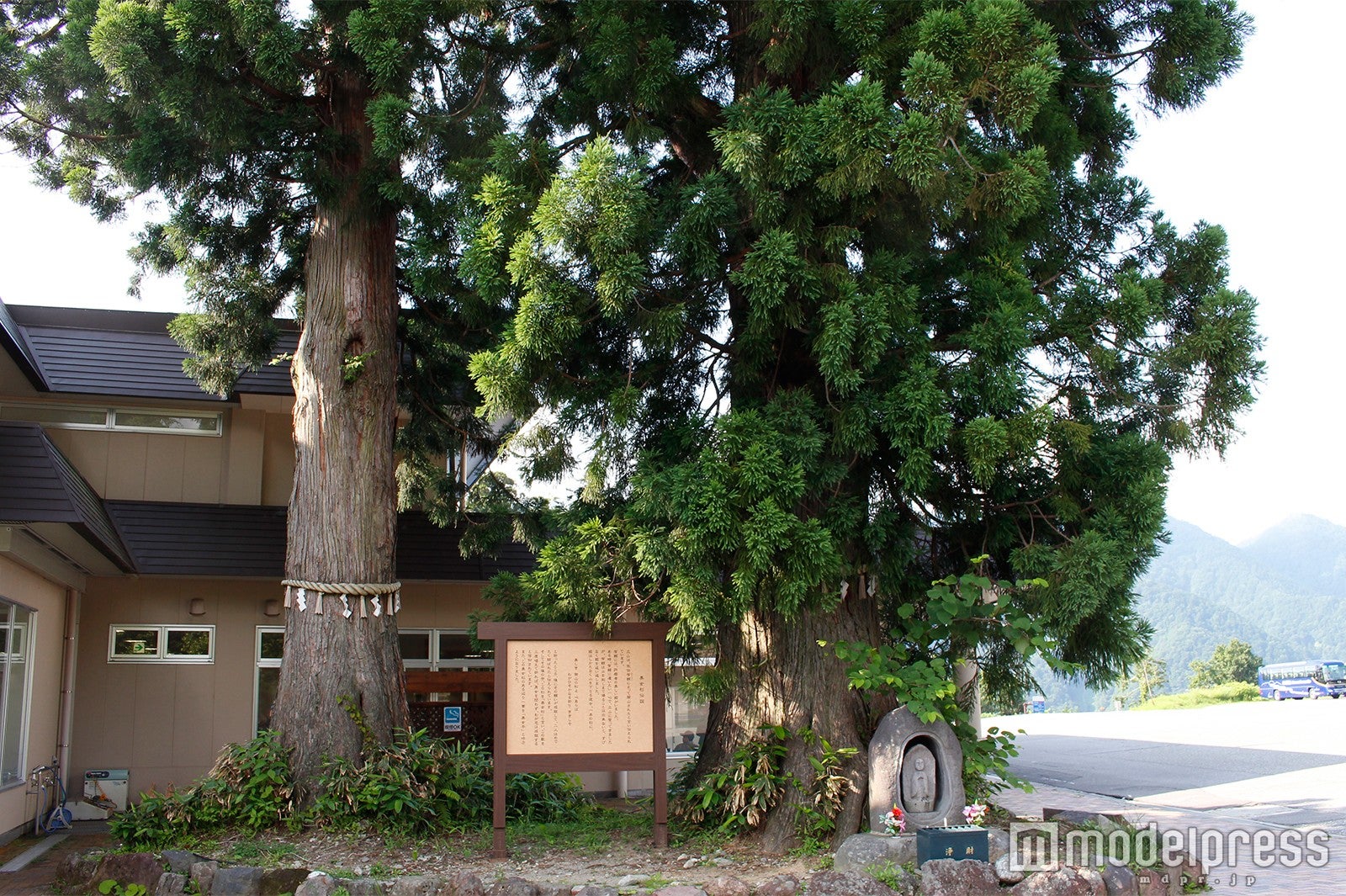 美女杉（C）モデルプレス