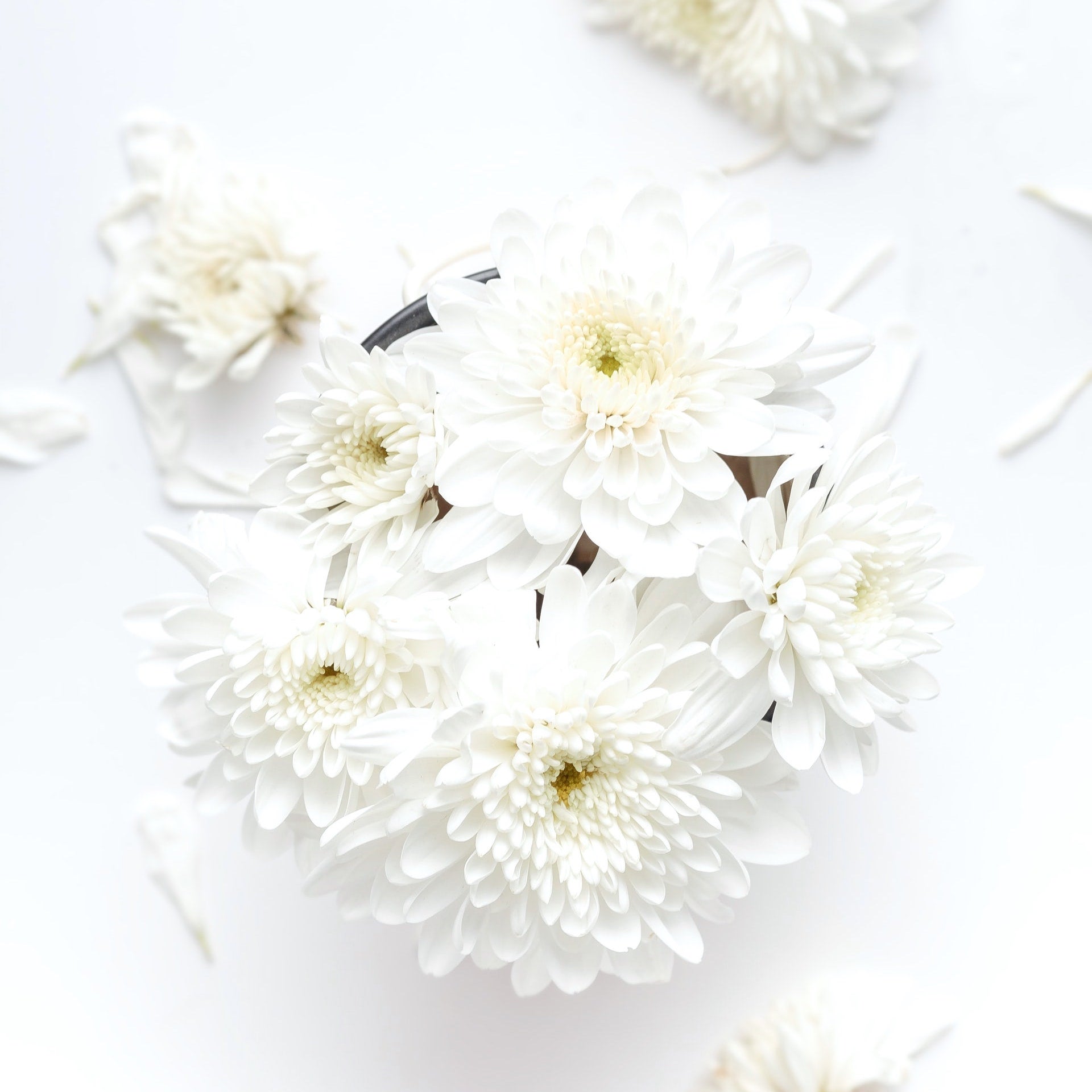 花言葉が平和を象徴する四季の花々 想いを込めたプレゼントにもなる花をご紹介 モデルプレス