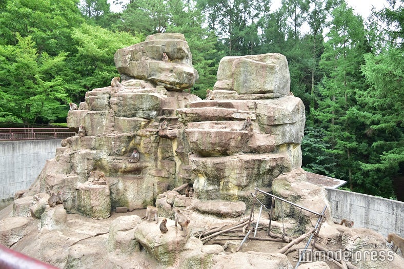 迫力満点のさる山