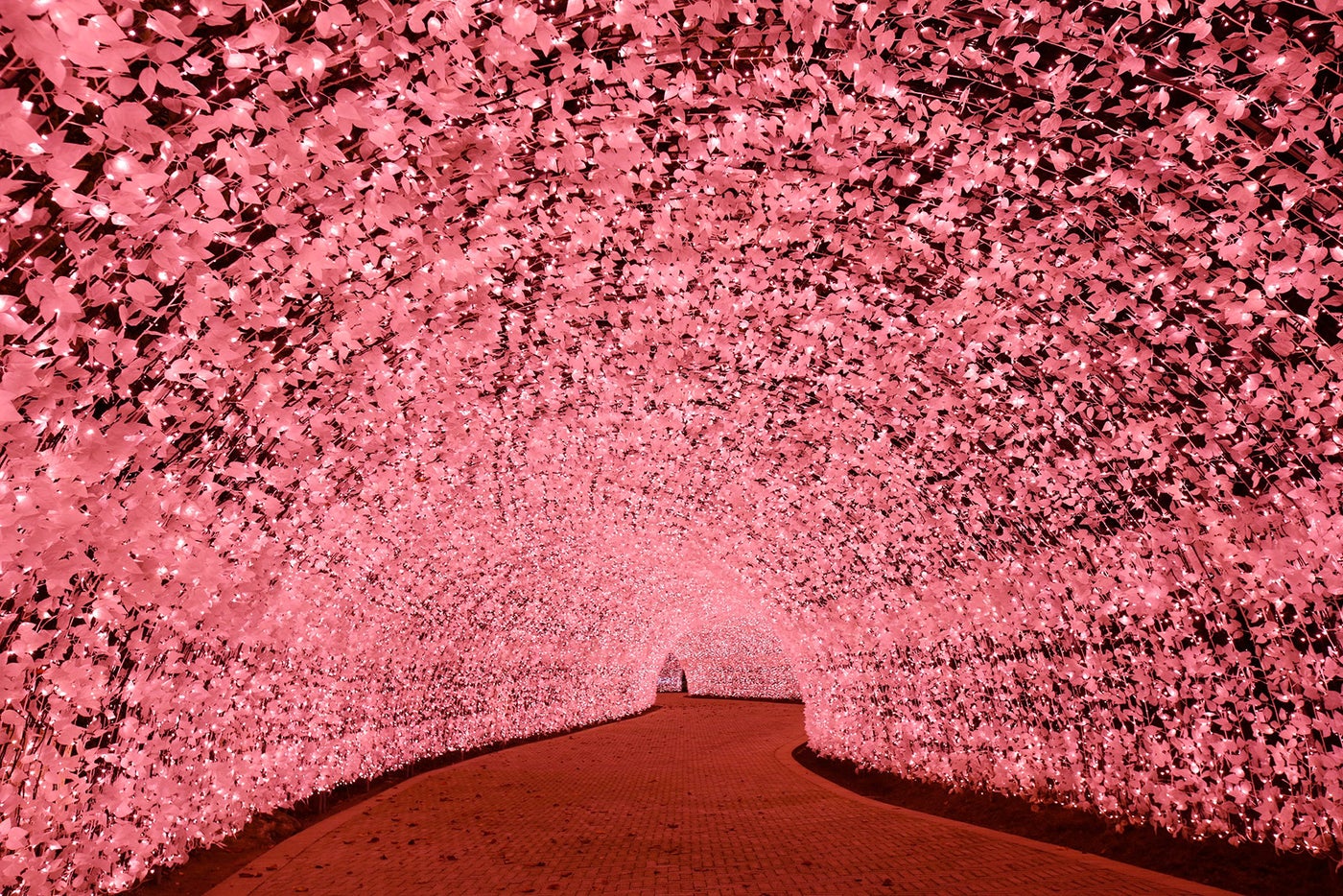 桜のトンネル／画像提供：長島観光開発株式会社