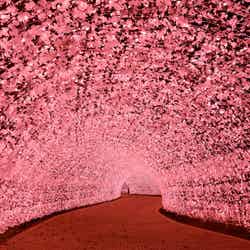桜のトンネル／画像提供：長島観光開発株式会社