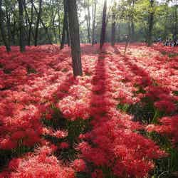 一面に広がる曼珠沙華(提供画像)