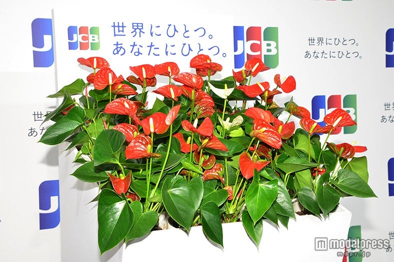 嵐・二宮和也、世界にひとつのものは「やっぱり嵐」