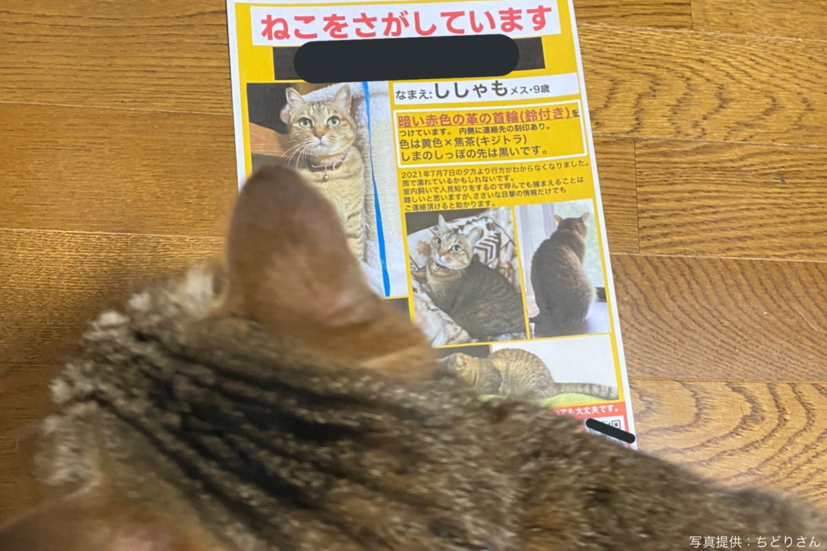 迷い猫ポスターを作った朝にしれっと帰宅した脱走犯 無事帰ってきた背景は モデルプレス