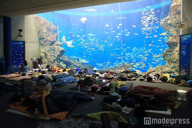 夜の水族館でドキドキのお泊り体験♡鴨川シーワールドでナイトステイ開催