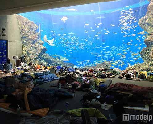 夜の水族館でドキドキのお泊り体験♡鴨川シーワールドでナイトステイ開催