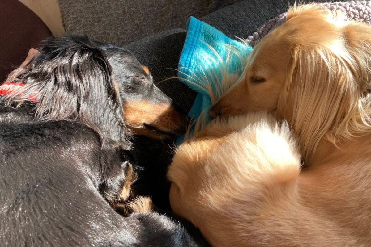 ダックスフンドのはちくんとぷくちゃん